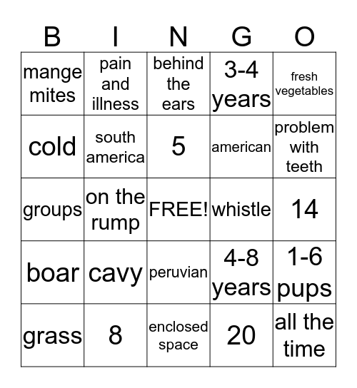 Guinea Pigs Bingo Card