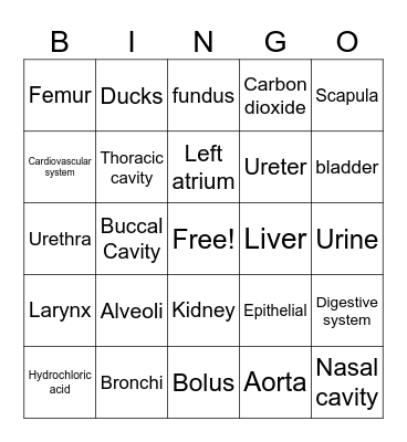 Veterinary Nursing bingo Card