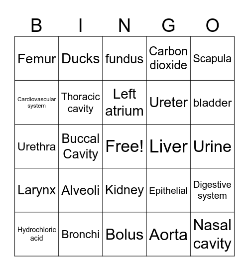 Veterinary Nursing bingo Card