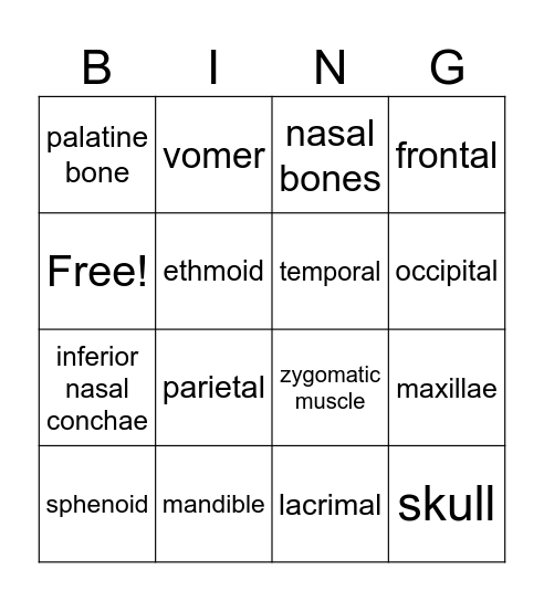 cranial and facial bones Bingo Card