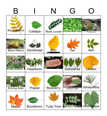 Dennings Point Plant Bingo Card