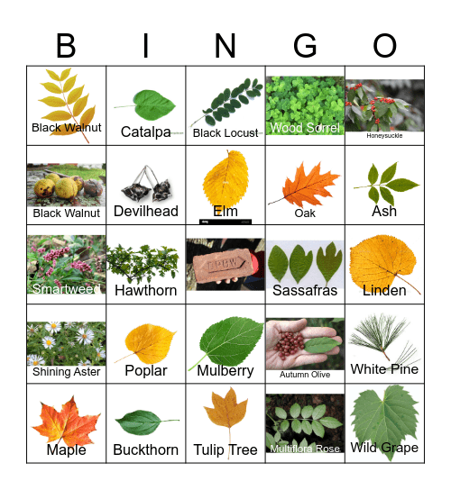 Dennings Point Plant Bingo Card