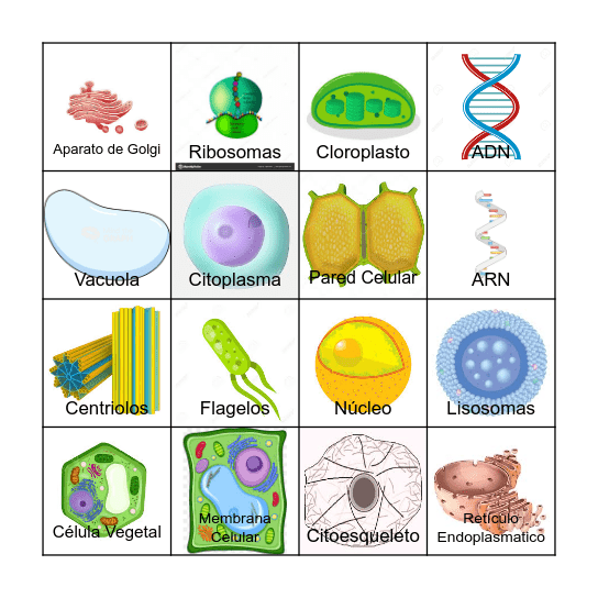 Lotería de organelos Bingo Card