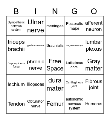 Human Anatomy Exam 2 Review BINGO Card