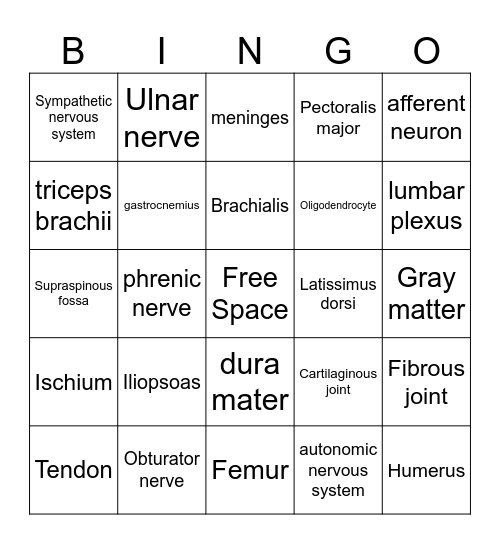 Human Anatomy Exam 2 Review BINGO Card