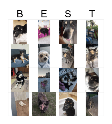 BEST PETS BINGO Card