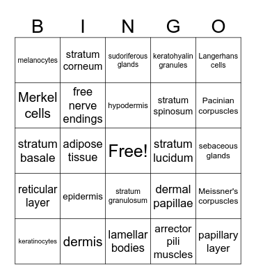 Integumentary System Bingo Card