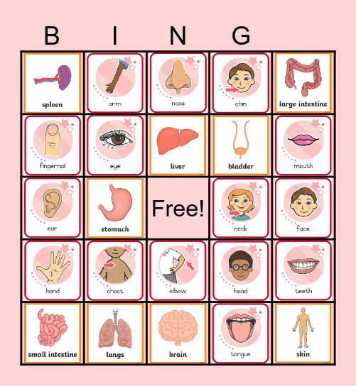 Internal Organ Bingo Card