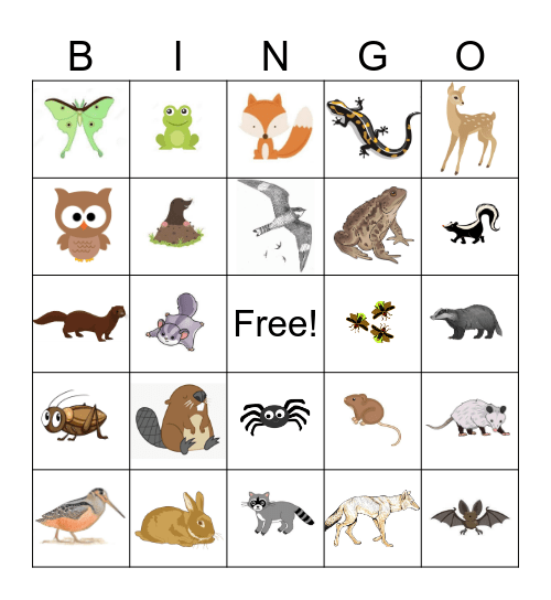 Nocturnal Animal Bingo Card