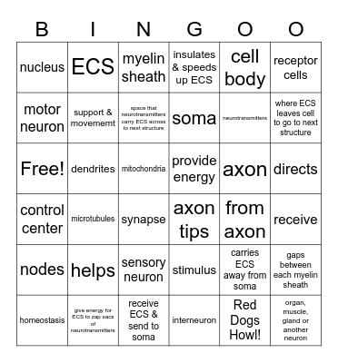 Nervous System Bingo Card