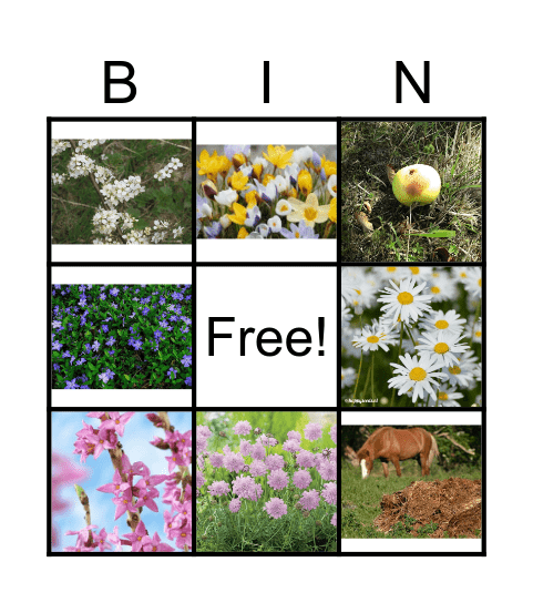 vlinder voeding Bingo Card