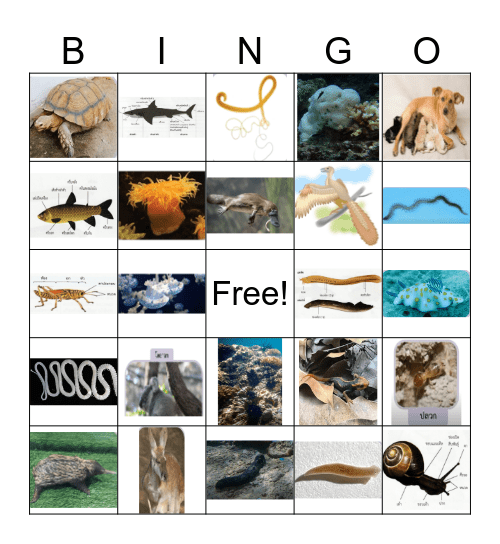 Animal Bingo Card
