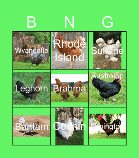 Poultry Bingo Card