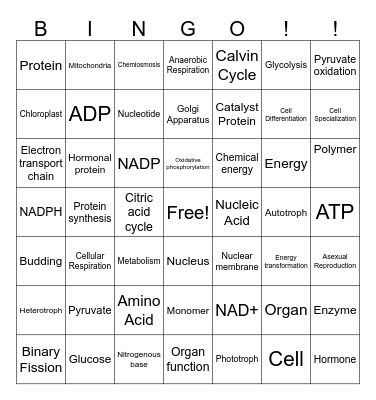 Vocabulary BINGO! Bingo Card