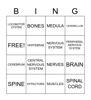 NERVOUS SYSTEM Bingo Card