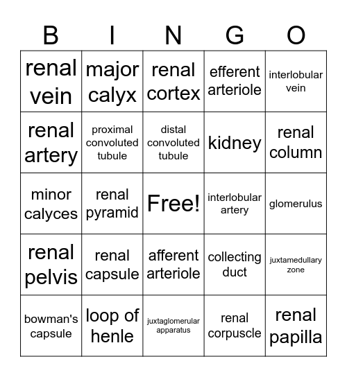 Nephron Function Bingo Card