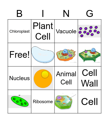 Foundations Cell Bingo #1 Bingo Card