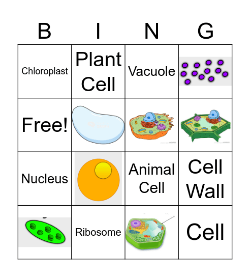 Foundations Cell Bingo #1 Bingo Card