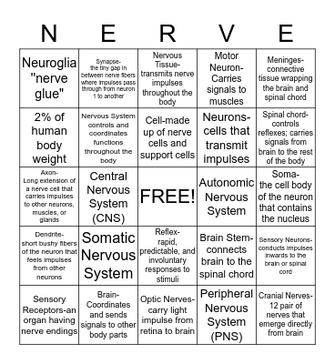 Nervous System  Bingo Card