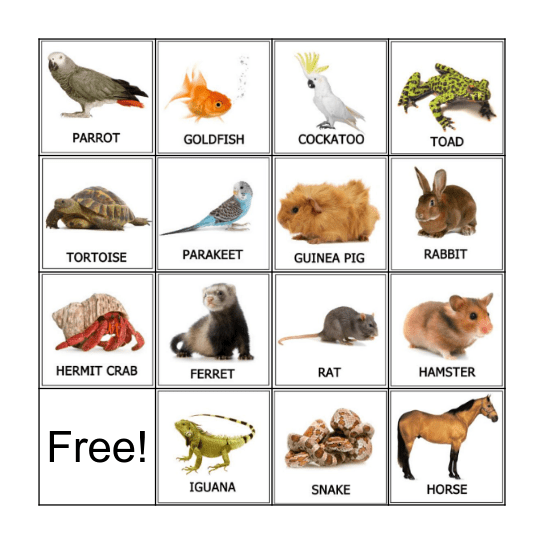 Pet Bingo! Bingo Card