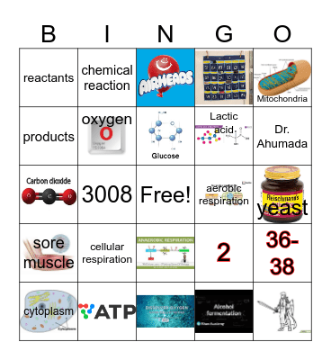 Cellular respiration Bingo Card