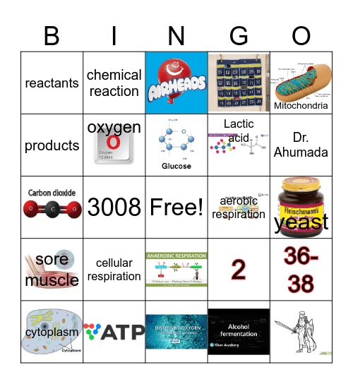 Cellular respiration Bingo Card