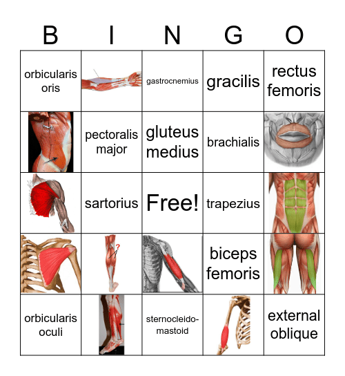 Muscular System Labels Bingo Card