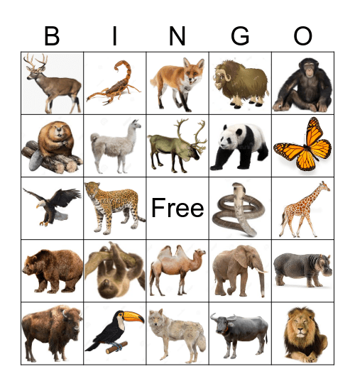 Animals of the Continents Bingo Card