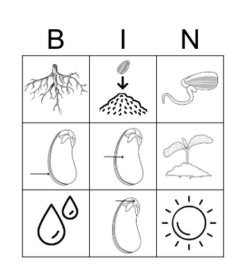 ALL ABOUT PLANTS Bingo Card