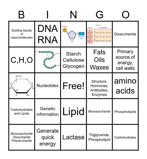 Macromolecules BINGO Card