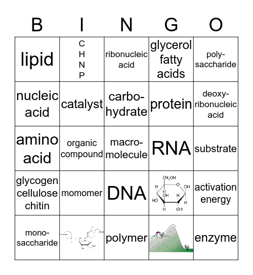 Organic, Macro or Bio Molecules Bingo Card