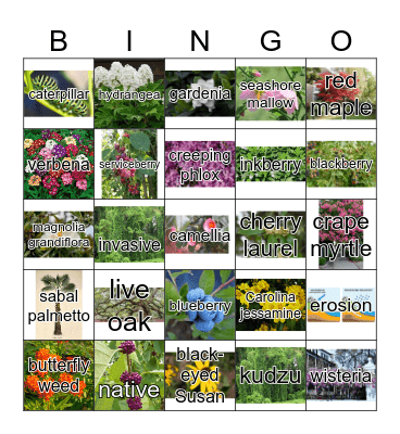 Native Plants BINGO! Bingo Card