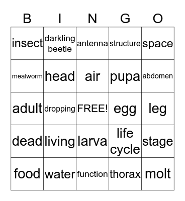 Mealworm Vocabulary Bingo Card