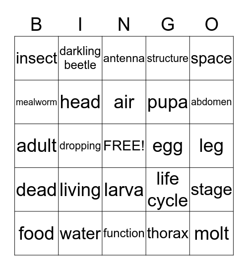 Mealworm Vocabulary Bingo Card