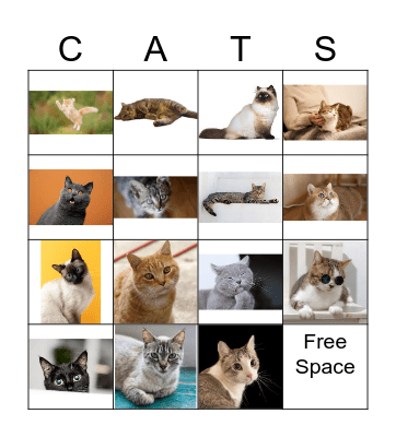 Cats Bingo Card
