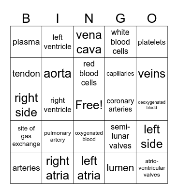 Heart anatomy bingo Card