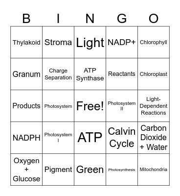 Photosynthesis Bingo Card