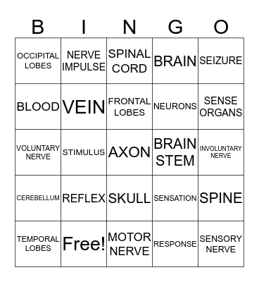 NERVOUS SYSTEM Bingo Card