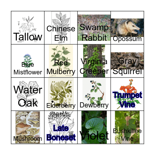 Audubon Louisiana Nature Center Bingo Card