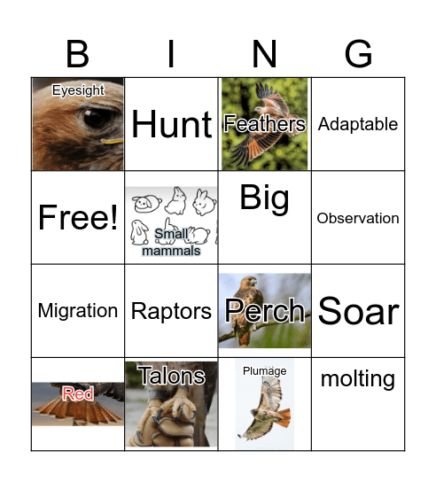 HAWK Bingo Card