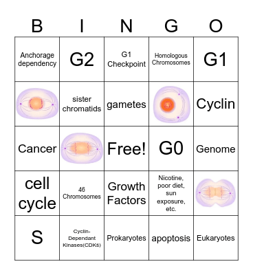 Cell Cycle Bingo Card