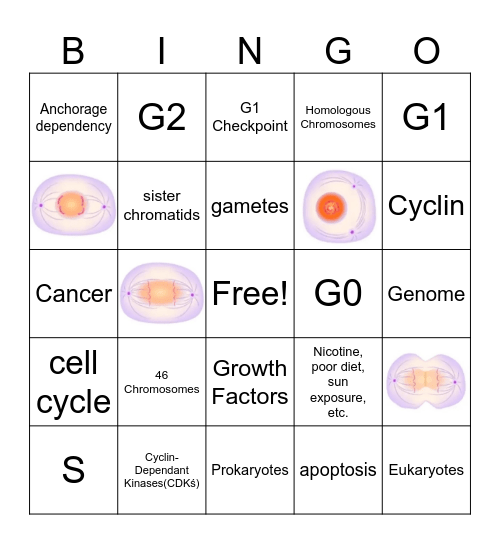 Cell Cycle Bingo Card