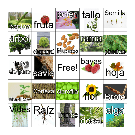 Partes de las plantas Bingo Card