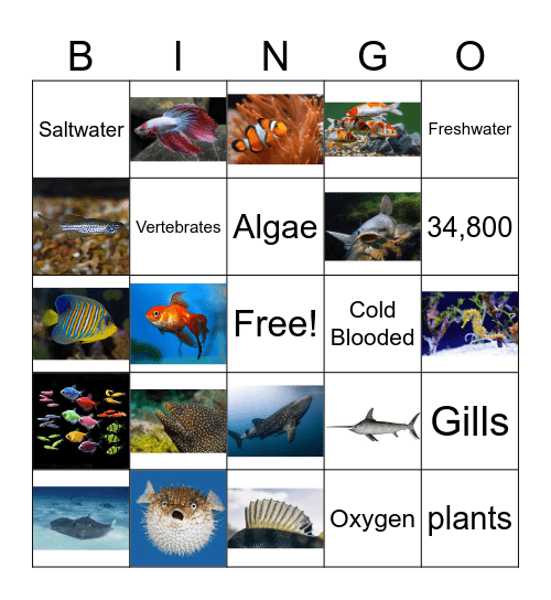 FISH BINGO Card