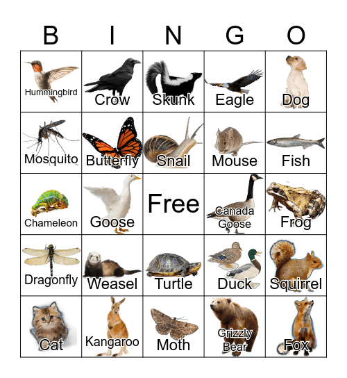 Animals Bingo Card