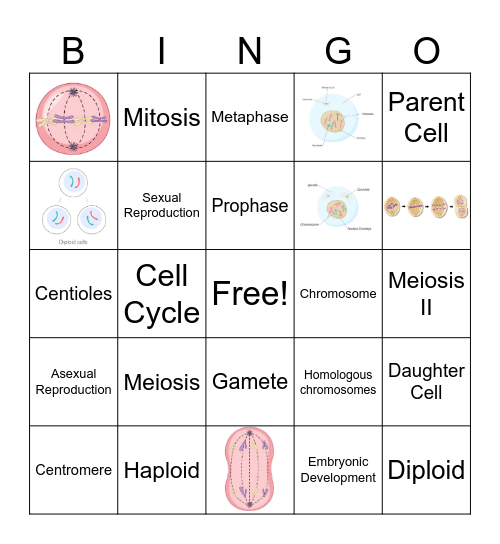 Mitosis and Meiosis Bingo Card