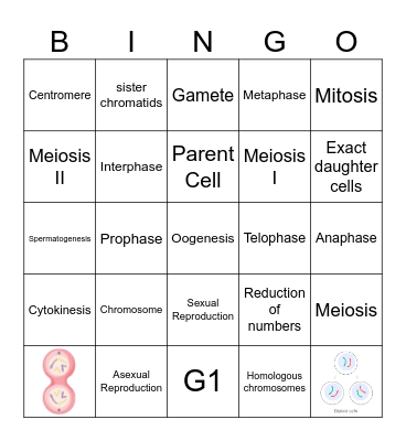 Mitosis and Meiosis Bingo Card