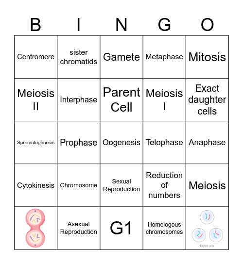 Mitosis and Meiosis Bingo Card