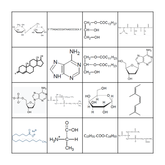 Biomolécules Bingo Card