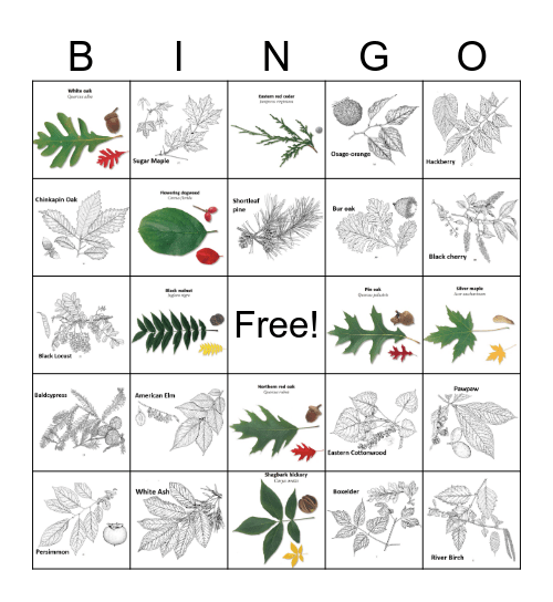 Tree Bingo! Bingo Card